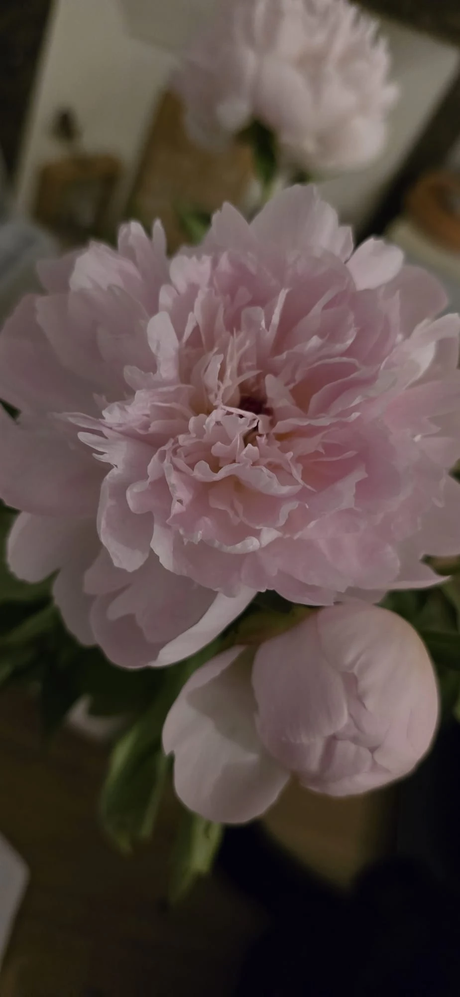 Fleur rose pâle photographiée en gros plan.